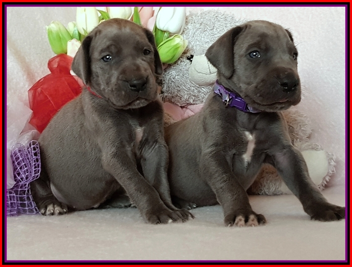 Litter Q - 3 weeks